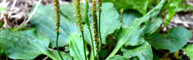 Teadus kinnitab: teeleht aitab ravida kroonilist puukborrelioosi