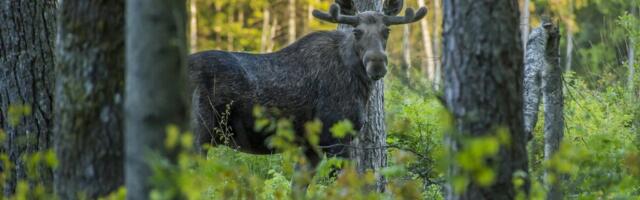 PÕDRAÕHTU: Rein Marani film „Põdra kuningriik“ ja vestmisi kokkupuudetest põdraga