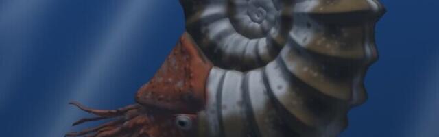 Ürglimused võisid saurused hävitanud asteroidilöögist eluga pääseda