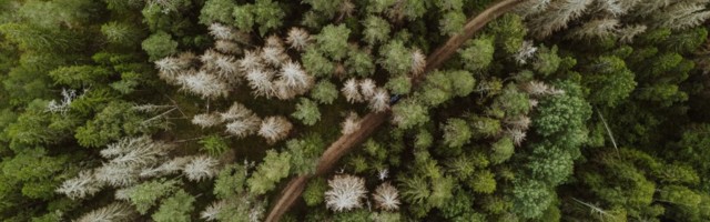 OTSE DELFI TV-s | Eestimaa Looduse Fondi veebiseminar: "Kes hoiab tulevikus metsa püsti?"