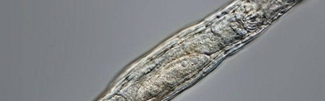 Siberi igikeltsas "talvitunud" 24 000-aastane mikroob ärkas tardumusest