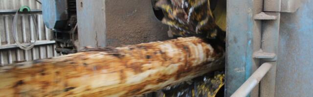 Eesti puiduhind on kasulik metsaomanikele, aga mitte puidutööstustele