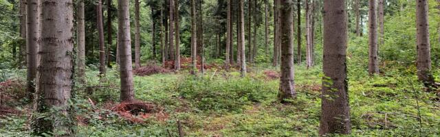 Millega arvestada metsamaa või raieõiguse ostmisel?