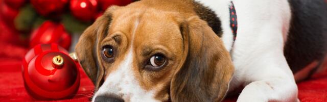 Jõulustress ei ole ainult inimeste mure