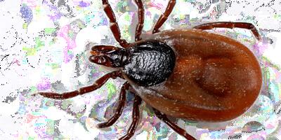 Palav suvi soodustab puukentsefaliidi levikut