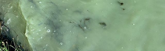 Terviseamet hoiatab: Mändjala rannas ning Kuressaare supelrannas on suures koguses sinivetikaid