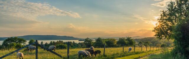 Üheteistkümnes üle-eestiline avatud talude päev toimub 12.–13. juulini 2025