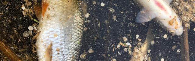 Pärnu jõgedes levib ohtlik viirushaigus, mis põhjustab kalade massilist hukkumist