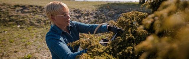 Siirupiemand: seda ohtu küll pole, et kadakad Saaremaalt otsa saavad