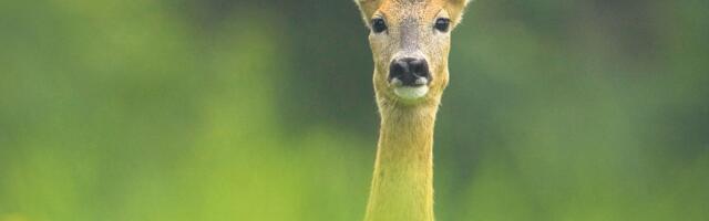 VIDEO | Alanud on kitsede paaritumise kõrgaeg. Liikluses tasub olla ettevaatlik