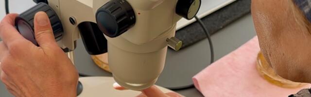 RMK uus ebapärlikarbijaam sai rekordilise noorte karpide saagi – lisandus 32 000 isendit 