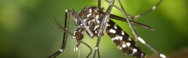 Kliima- ja koroonapettuse uus sümbioos: sääskede invasioon Pariisis