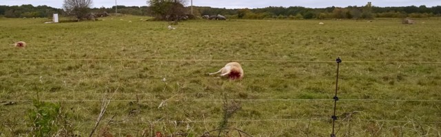 Hundid murdsid Oongas poolsada lammast
