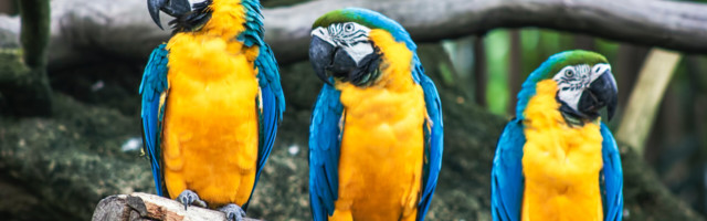 Ropendavad ja üksteise vägisõnade peale naervad papagoid tekitasid looduspargis paksu pahandust
