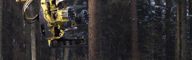 Tiit Maran: Eesti metsapoliitika on täielik absurdisketš, kus puud kahjustavad kliimat ja ärihuvid ruulivad