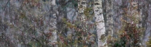 Reedel sajab nii vihma, lund kui ka lörtsi