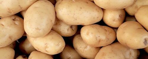 PTA seire kartulihoidlates ohtlikke kartulikahjustajaid ei tuvastatud