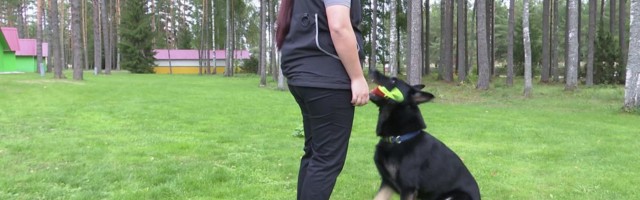 Reporter: Teenistuskoerad võtsid Jõulumäel mõõtu! Kellel on kõige parem nina narkoainete leidmiseks?