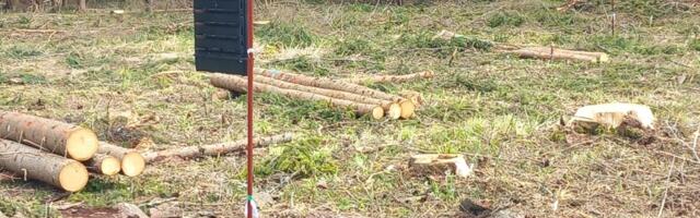 Kooreüraskite püünispuude väljaveo aeg on käes