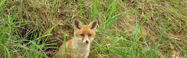 Algab kevadine metsloomade marutaudivastane vaktsineerimine