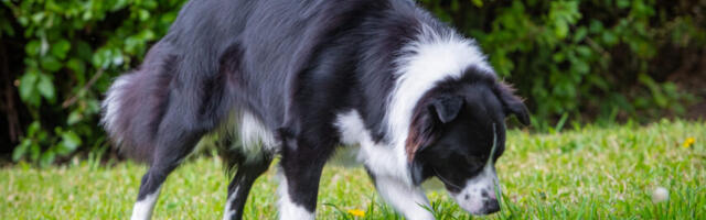 Harjumaal loomaarstile sattunud koera juhtum meenutab: jalutuskäigul tuleb hoolega jälgida, mida loom nuusib