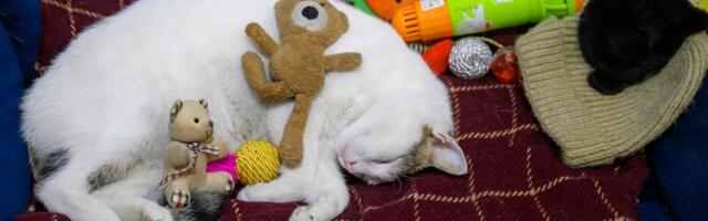 Uuring: korrapärane magamaminekuaeg võib pikendada elu kuni nelja aasta võrra