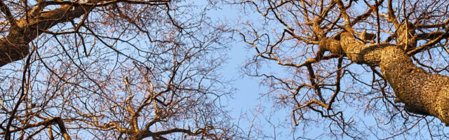 Vaatamisväärsused: kolm puud, mida kusagil mujal ei ole