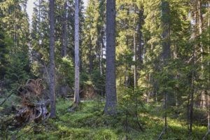 Metsapoleemika neljas aasta: aeg rääkida riigist