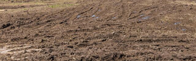 FOTOD JA VIDEO | Mis saab Retrobestil parkimisest? Pühajärve jaanitule järel on sealne parklaala muutunud kasutuskõlbmatuks