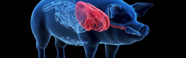 Ajusurnud mehele siirati esmakordselt geneetiliselt muundatud sea kops