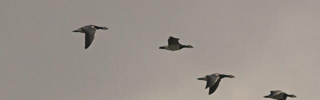 ORNITOLOOG VASTAB | Miks Eestisse lendavaid rändlinde ere kevadpäike ei sega?