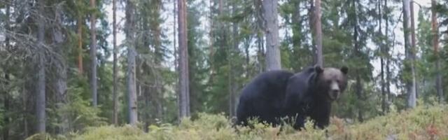 Keskkonnaameti hinnangul tuleks karude arvukust siiski piirata