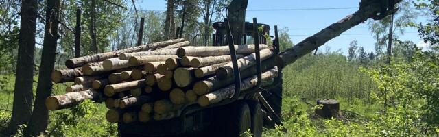 PUIDUTURU GRAAFIKUD | Okaspuidu hind on aastaga kõvasti tõusnud