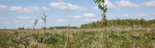 Infotunnis käsitleti metsade kaitse alla võtmise kompenseerimist