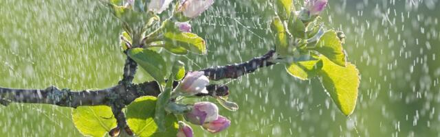 Margus Mikomägi: Jüssi, Kull ja Kumari ja vihm