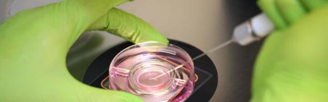 Embrüo sugu jääb enamasti ainult spetsialisti teada