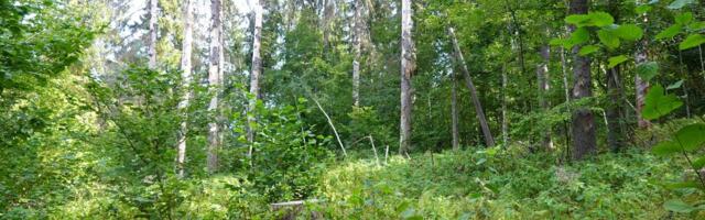 Kaitsealade majandamine: „Metsaomanik saab vastu pükse igast asendist“