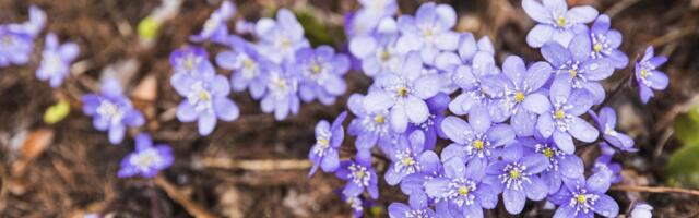 ILMATEADE | Päike ja +11 kraadi! Ees ootavad soojad päevad enne külmalaine naasmist