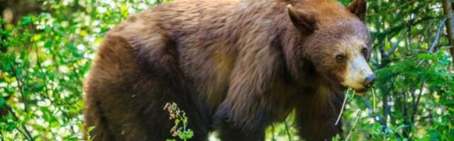 HOROR NA TARI! Mečka iskočila ispred žene i malog deteta (3) - SAMO ČUDOM SPASENI! (FOTO)