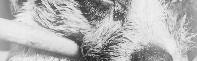 Soomes kardetakse, et koos Ukraina pagulastega tulevad sisse ussnugilised ja marutaud