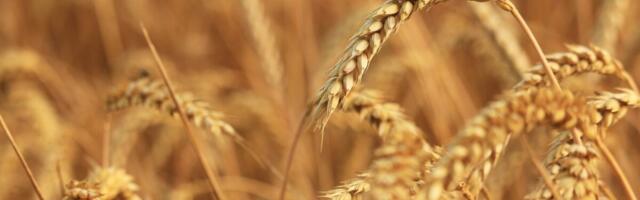 Kuhu liiguvad põllumajandustoodete hinnad?