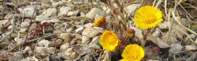 Paiseleht loob kevademeeleolu ja tõrjub köha