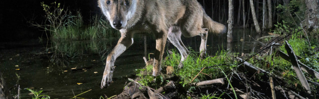 Aasta loodusfotograafi tiitli ja Suure Hundi auhinna pälvis Aare Udras pildiga noorest hundist