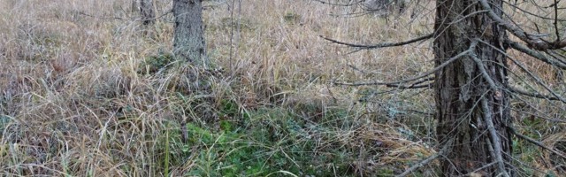 Alutaguse rahvuspargis kasvab üliharuldane korbakuusk