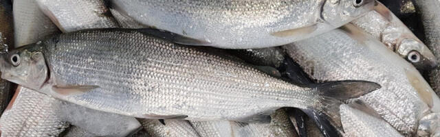 2023. aasta kala on merisiig