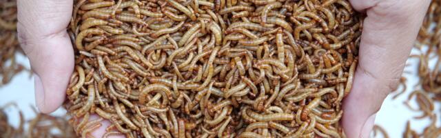 Rohepöörde kulinaarne element lubab tulevikuks massidele vaglaburgereid