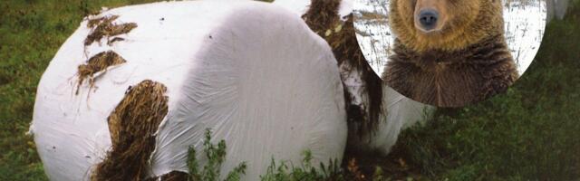 VIDEO | Lääne-Virumaal rappis karu lõhki 150 rulli silo, põhjustades talunikule üle 10 000 euro kahju