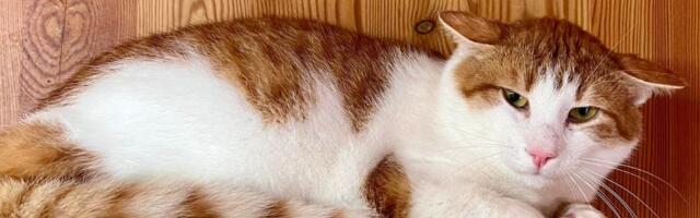 Selle nädala staar on Junts Viljandi varjupaigas