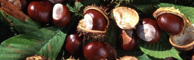 Sügisene maagia: kolm head põhjust, miks kastanimune 