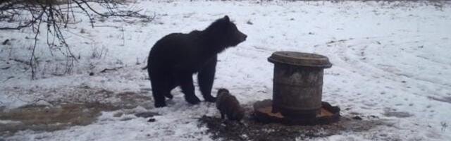 FOTO | Esimesed karud on talveunest ärganud